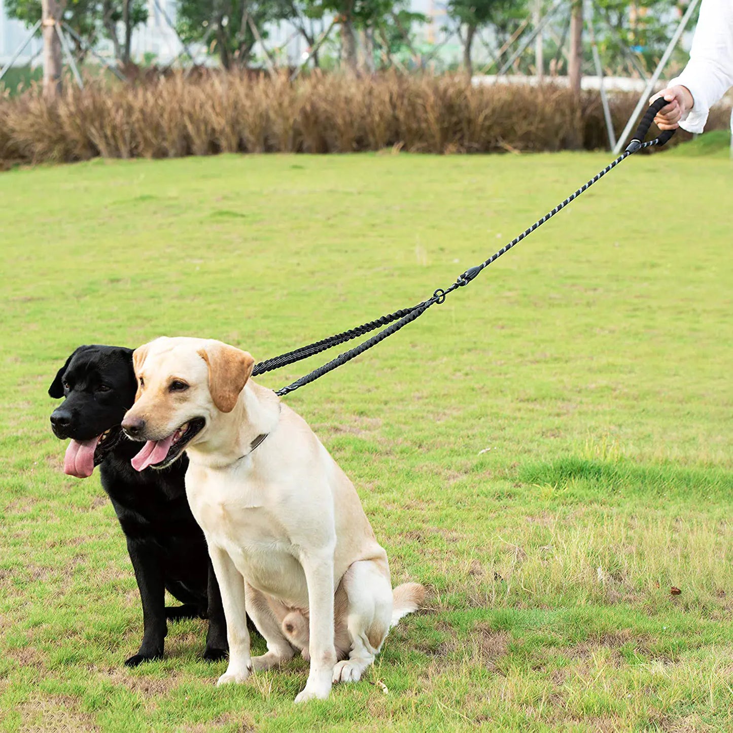 Double Dog Leash Coupler for Walking Two Dogs